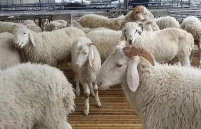 肉羊養(yǎng)殖前景廣闊 市場趨勢與效益分析