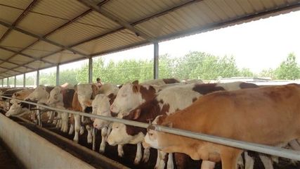 寧南山區(qū)肉牛產(chǎn)業(yè)發(fā)展問(wèn)題研究