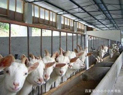 農(nóng)村飼養(yǎng)中畜牧傳染病的及時(shí)發(fā)現(xiàn)與預(yù)防