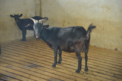 羊圈養(yǎng)殖與家畜飼養(yǎng)的科學(xué)管理