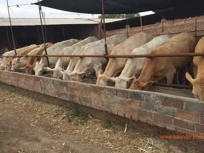 內(nèi)蒙肉牛養(yǎng)殖基地 家畜飼養(yǎng)的科學(xué)實踐與產(chǎn)業(yè)發(fā)展