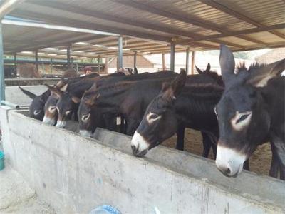 福建南平西門(mén)塔爾牛養(yǎng)殖基地推薦與肉類(lèi)供應(yīng)