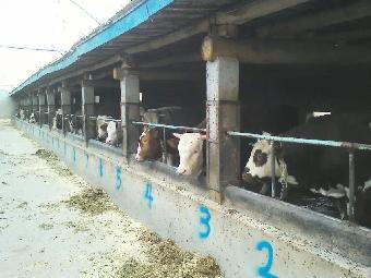 和縣養(yǎng)牛業(yè) 市場前景分析與養(yǎng)殖要點