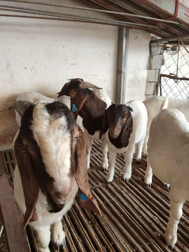 波爾山羊懷孕母羊飼養(yǎng)管理及新手養(yǎng)羊注意事項(xiàng)