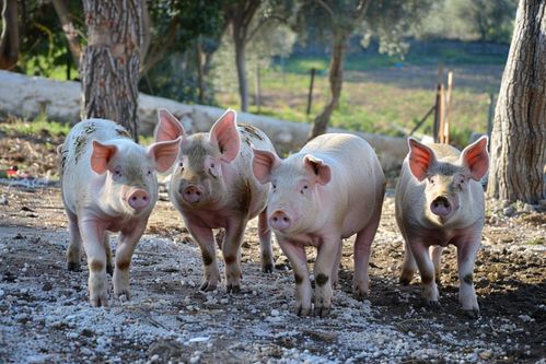 家禽家畜家豬養殖 視覺記錄與資源參考