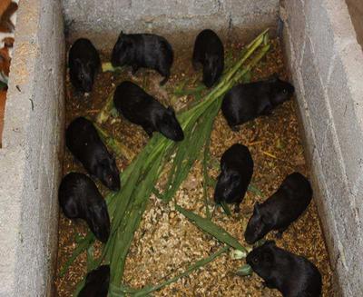 中華黑豚 農民致富新寵，產婦滋補佳品