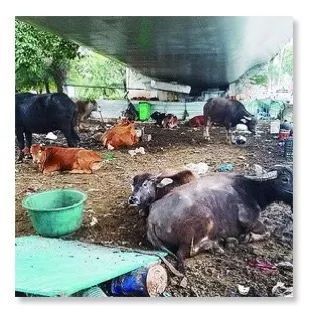 公路新功能？探索路面與圍欄外的畜牧可能