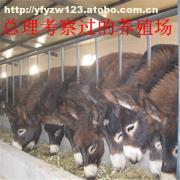 肉?？茖W飼養管理技術要點解析