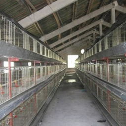 臨沂鄭旺畜牧機械廠 專業肉雞籠養技術要點與設備供應商