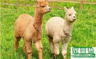 2017年養羊駝賺錢嗎？前景與市場價格行情深度解析